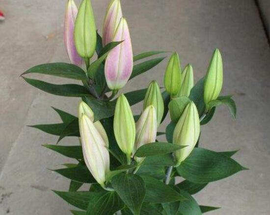 百合花葉子發(fā)黃怎么辦，教你五種方法讓它恢復生機