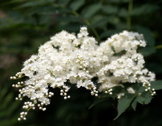 六月雪怎么澆水，六月雪澆水方法