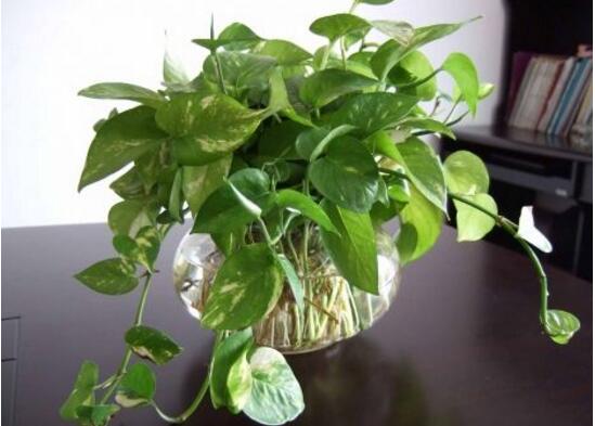 綠蘿需要什么肥料，綠蘿用什么肥料長得快