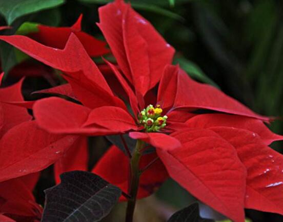 一品紅花有毒嗎，盤(pán)點(diǎn)兩種學(xué)說(shuō)爭(zhēng)議(有毒與無(wú)毒)