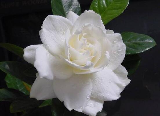 梔子花和茉莉的區(qū)別，教你三種簡(jiǎn)單區(qū)別方法(花期/花葉/果實(shí))