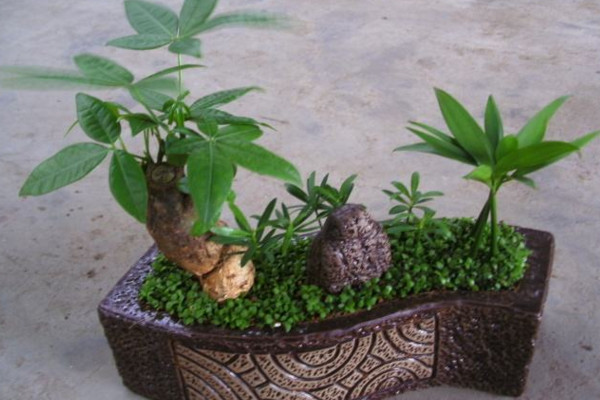 發(fā)財(cái)樹葉子發(fā)黃怎么回事，光照過強(qiáng)/土壤不適/澆水過多