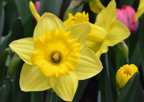 洋水仙怎么施肥和澆水，掌握以下四點保證你的水仙枝繁葉茂