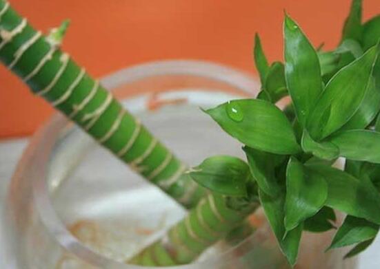 富貴竹長高了怎么修剪，水養(yǎng)富貴竹修剪圖解