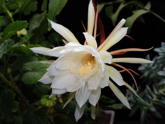 曇花的病蟲害及其防治，詳解四種病蟲害防治大全