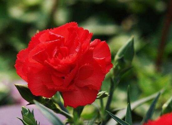 康乃馨花語是什么，康乃馨是送給什么人的