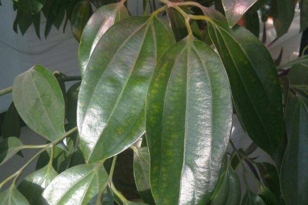 平安樹葉子尖發(fā)黑干枯，找到原因及時處理