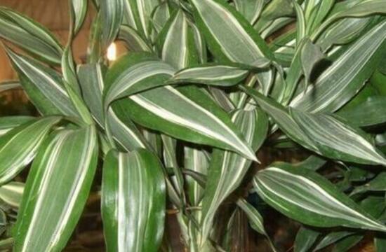 富貴竹品種有哪些，富貴竹品種圖片大全