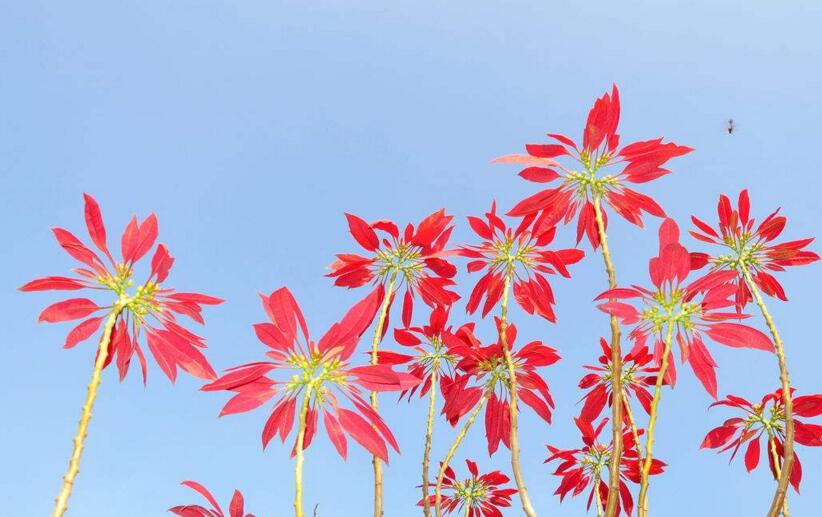 一品紅花放室內(nèi)對身體有害嗎，可以放在室內(nèi)但是不要碰到它的汁液