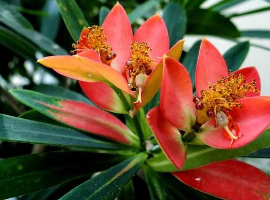 一品紅花，一品紅花圖片