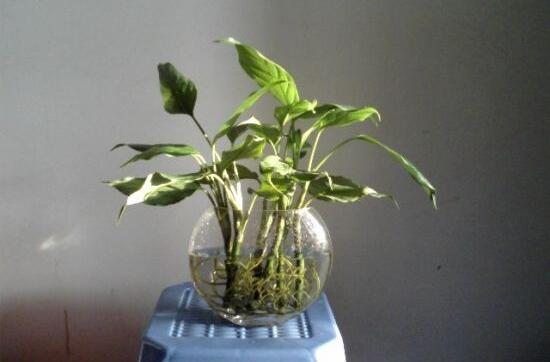 萬年青可以水養(yǎng)嗎，水培萬年青的養(yǎng)殖方法和注意事項(xiàng)