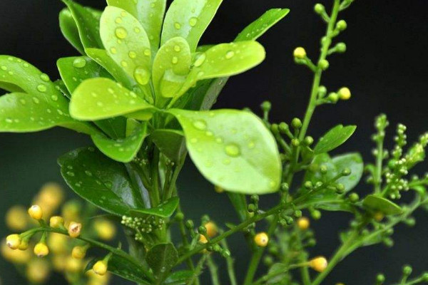 米蘭插扦時(shí)間及方法