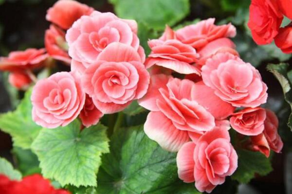 四季海棠花養(yǎng)殖方法，掌握以下5點(diǎn)就可以使其爆盆