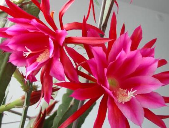 哪種仙人球開花最漂亮，令箭荷花欣賞價(jià)值最高