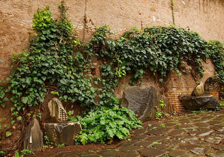 常春藤葉片發(fā)黑怎么辦，可能是得了灰霉病