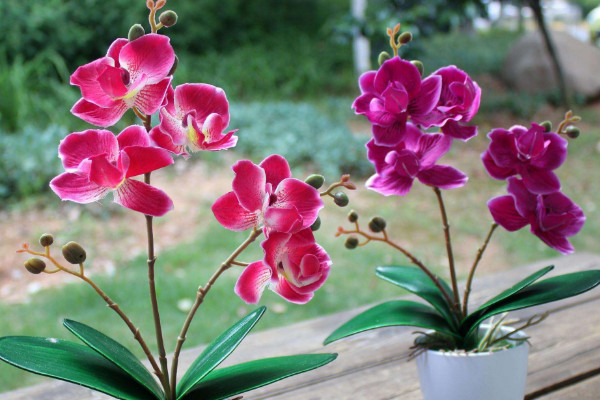 白醋可以澆花嗎，經(jīng)過(guò)濃度的稀釋后才可澆灌