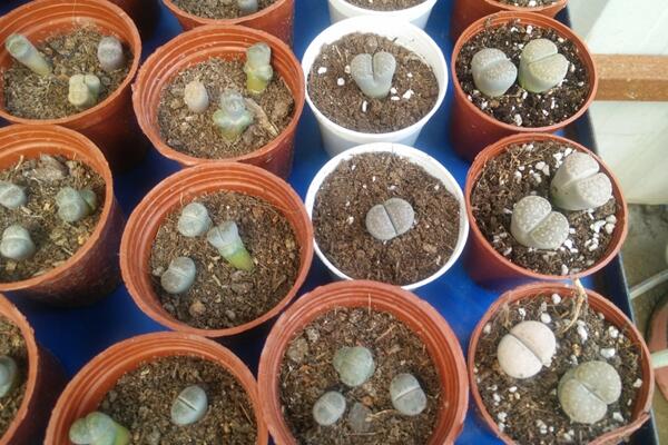 生石花可以活多久，只要養(yǎng)護(hù)得當(dāng)它的壽命可達(dá)百年