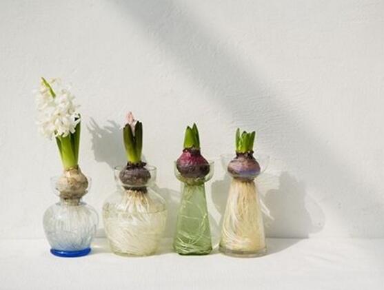 風(fēng)信子水培方法，風(fēng)信子簡(jiǎn)單易學(xué)的四大水培步驟