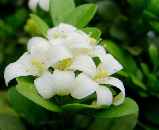 九里香怎么繁殖，九里香扦插繁殖方法