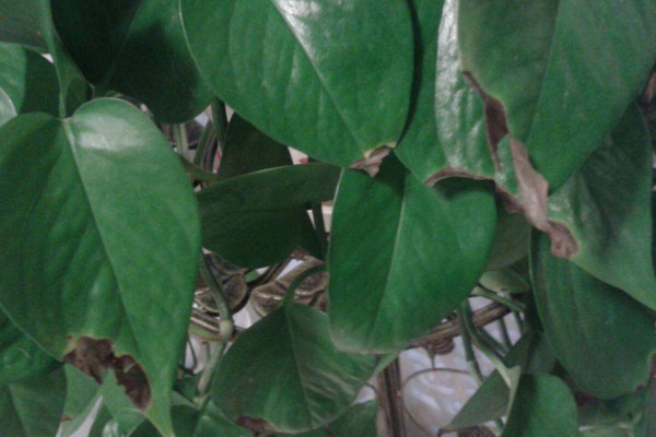 綠蘿葉子發(fā)黑怎么辦，可提高溫度或保證通風