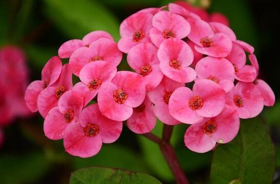 虎刺梅花期，養(yǎng)的好一年四季都可以開花