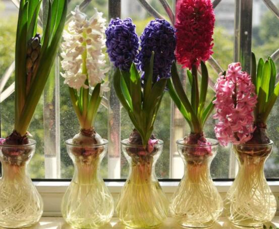 冬天能水培風(fēng)信子么，可以/保持溫暖環(huán)境、注意水溫