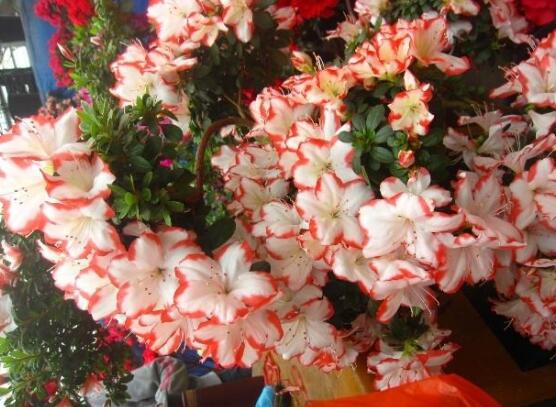 杜鵑花品種大全，杜鵑花十大最美品種