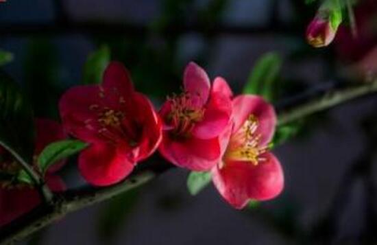 海棠花怎么扦插，海棠花的繁殖方法