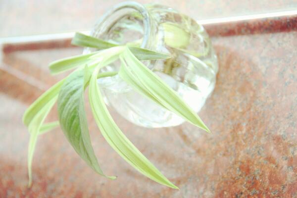 吊蘭能水養(yǎng)嗎，吊蘭水培養(yǎng)護(hù)要點(diǎn)以及注意事項