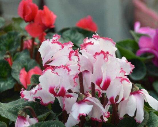 仙客來葉子發(fā)黃花倒下怎么辦，老農(nóng)總結(jié)出三種最實用解決措施