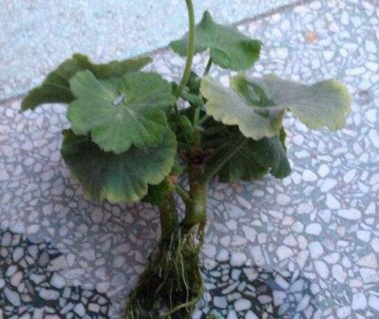 天竺葵的水扦插方法，做好四個(gè)簡(jiǎn)單步驟扦插爆盆