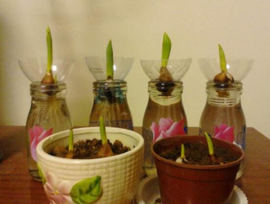 郁金香的養(yǎng)護方法，老農(nóng)教你簡單易學(xué)四種方法(土培和水培)