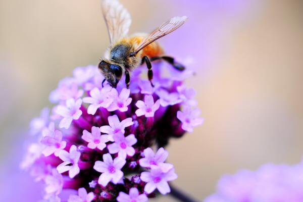 薰衣草適合送什么人，送給朋友、戀人