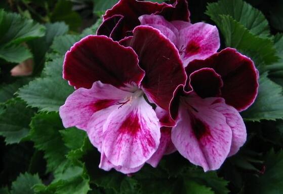 天竺葵怎樣施肥，最好選擇喜肥進(jìn)行施加