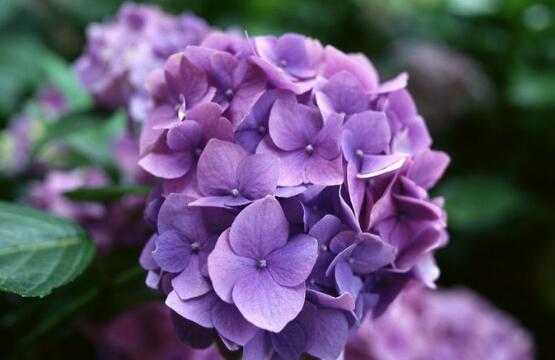 繡球花開(kāi)花后如何修剪，花后一年修剪兩次(春秋季節(jié))