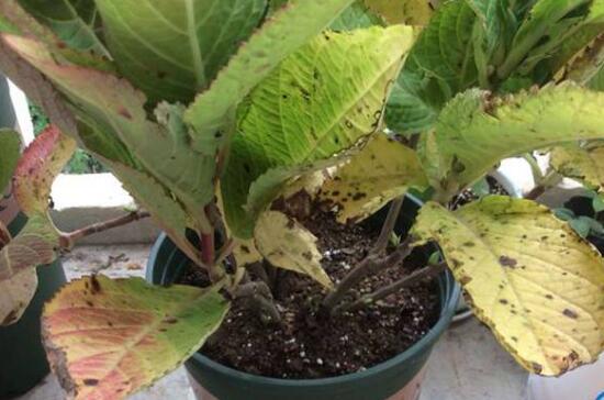 繡球花葉子發(fā)黃原因，繡球花葉子發(fā)黃怎么辦