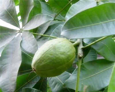 發(fā)財(cái)樹(shù)的繁殖方法和注意事項(xiàng)