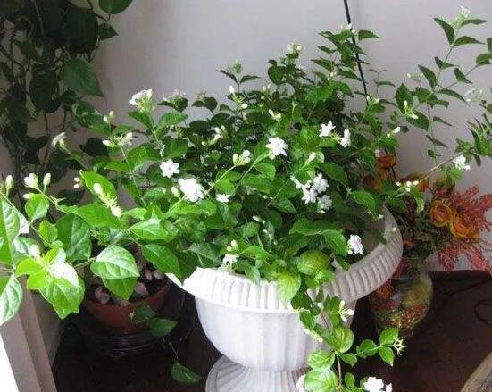 茉莉花種植方法，擇生長(zhǎng)健康當(dāng)年生種子/疏松透氣土壤