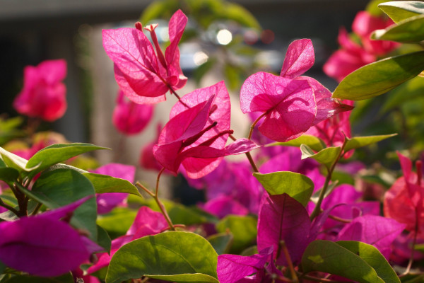 三角梅為什么不開花，光照不足溫度不適