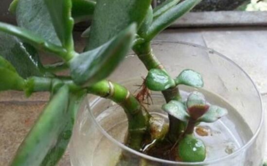 玉樹可以水培嗎，玉樹水培生根方法