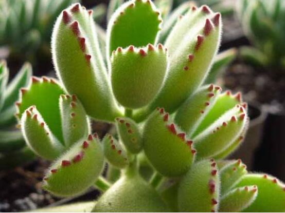 熊童子有毒嗎，無毒/驅(qū)除蚊蟲、美化環(huán)境