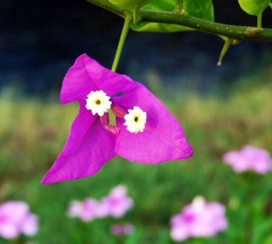 三角梅什么時候剪枝，一般以春季修剪最佳(生長期與花謝期)