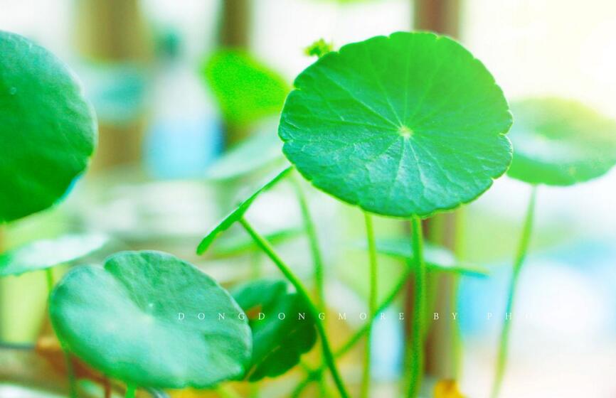 銅錢草怎么種，銅錢草土養(yǎng)的方法步驟