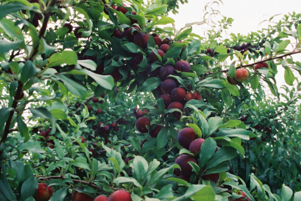 李子樹怎么剪枝，除了冬春兩季還可在夏季修剪