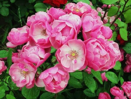 藤本月季的主要品種，盤點(diǎn)八大最美麗的品種