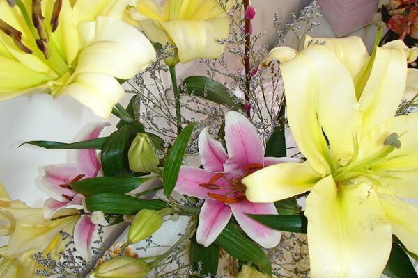 香水百合養(yǎng)殖方法和注意事項(xiàng)，掌握要點(diǎn)才能保證植株的生長