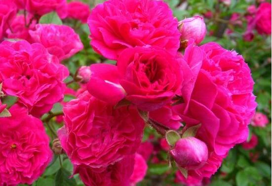 薔薇花怎么澆水，薔薇花澆水方法