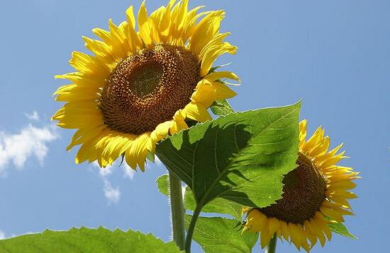 向日葵花期多久，向日葵不開花的原因