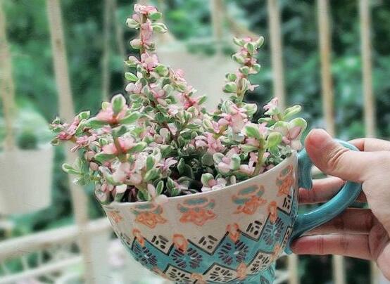 雅樂之舞的養(yǎng)殖方法和注意事項，老農(nóng)總結(jié)最實用八大養(yǎng)殖方法