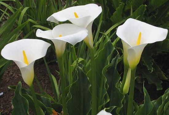 馬蹄蓮怎么修剪，馬蹄蓮的修剪方法